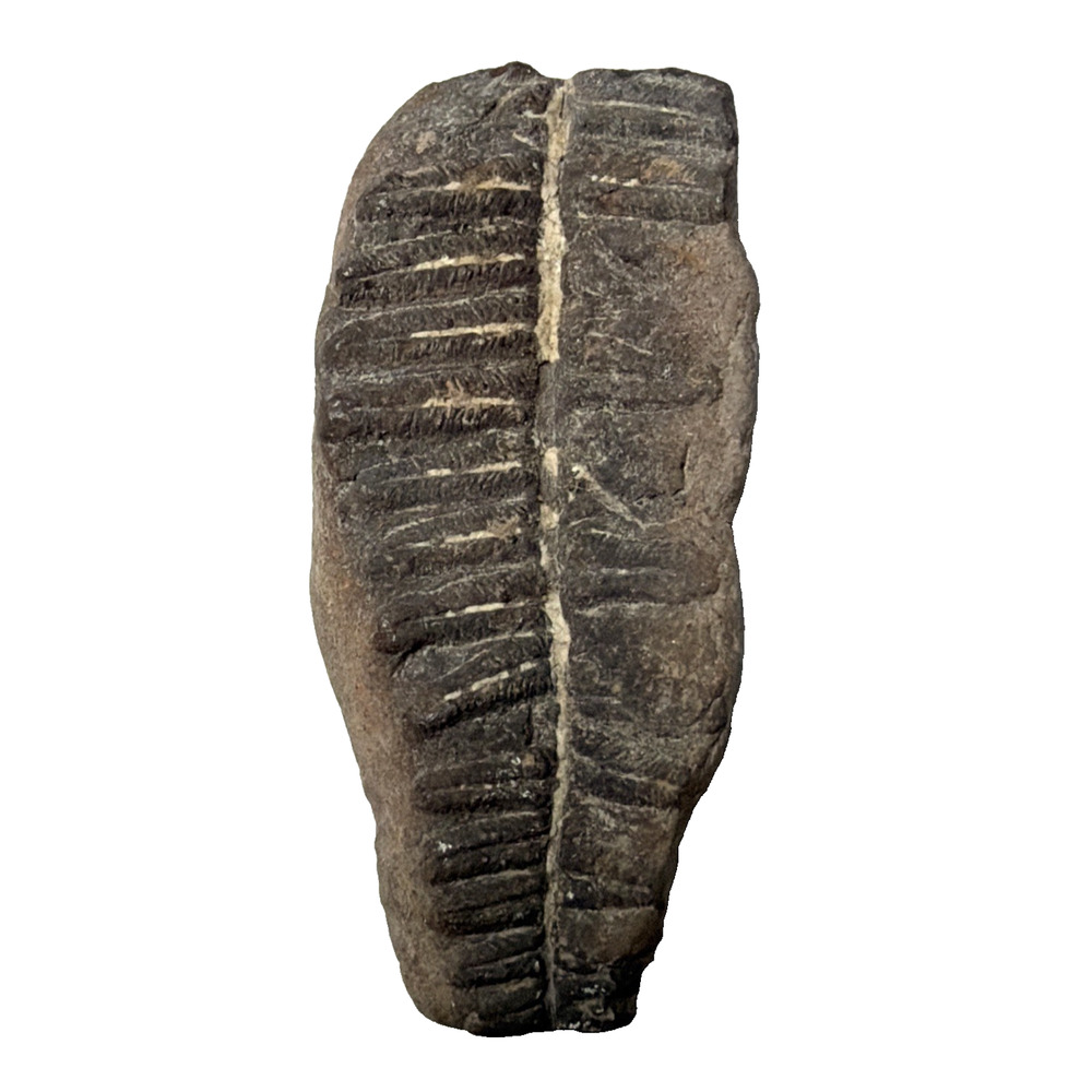 Old Fossilized Fern Pecopteris Carboniferous Iowa